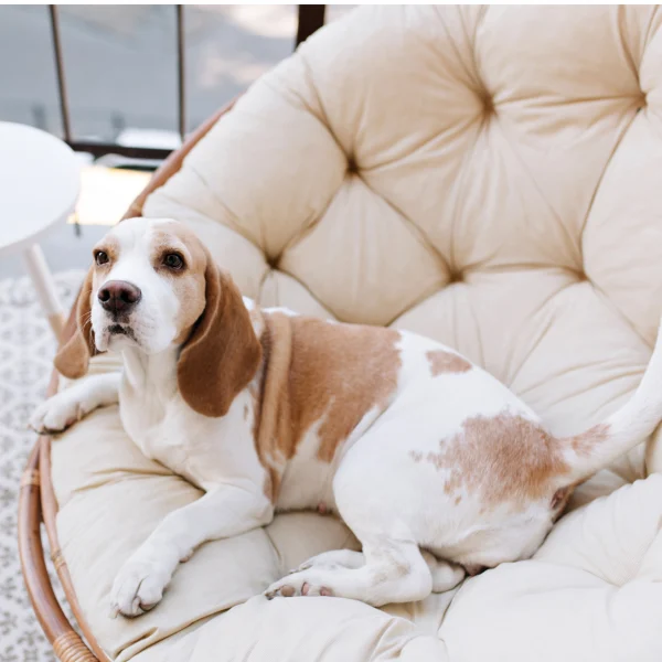 amazing-beagle-dog-resting-after-active-games-balcony-summer-day-1